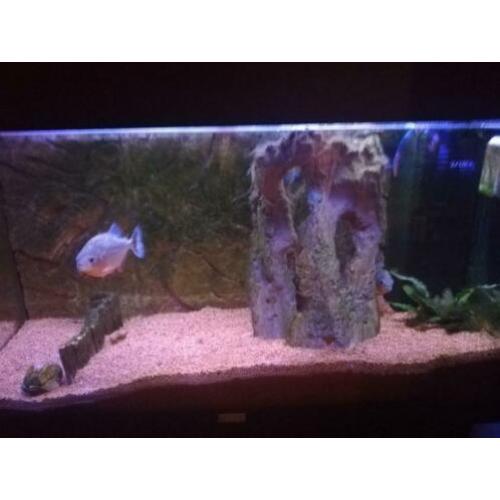 Aquarium jewel Rio 125 met piranha's