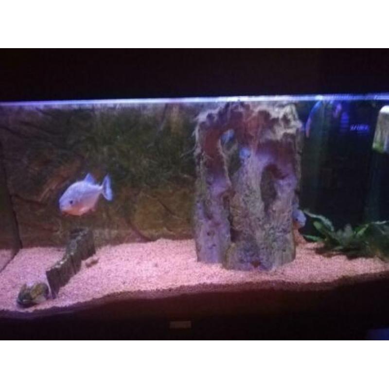 Aquarium jewel Rio 125 met piranha's