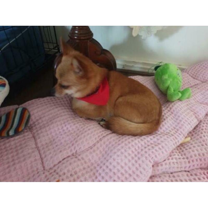 Teefje pomeriaan x chihuahua