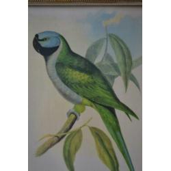 Botanische schilderij / litho #2 bij "Blossom Brocante"