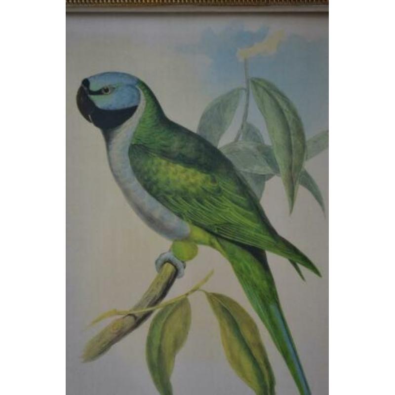 Botanische schilderij / litho #2 bij "Blossom Brocante"