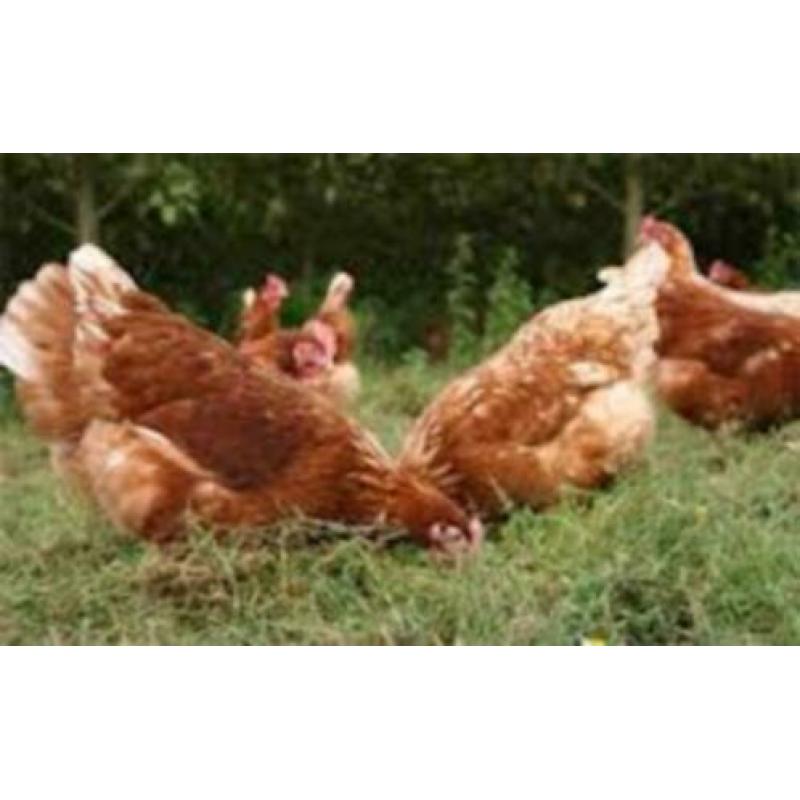 Legkippen:Barnevelder kippen in verschillende kleuren.