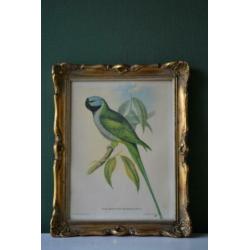 Botanische schilderij / litho #2 bij "Blossom Brocante"