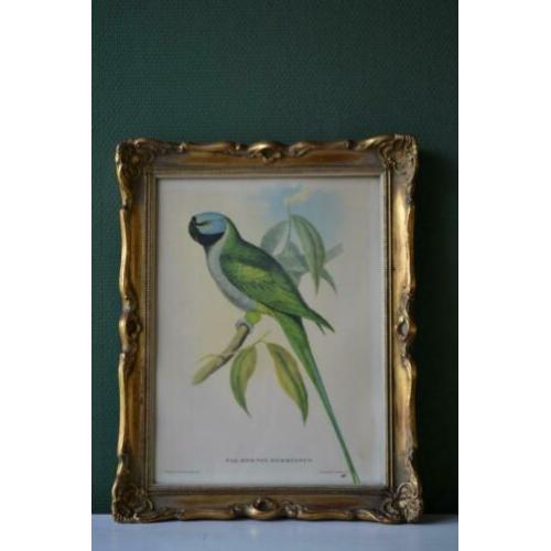 Botanische schilderij / litho #2 bij "Blossom Brocante"