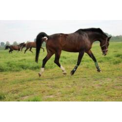Brave 19 jarige recreatie NRPS ruin