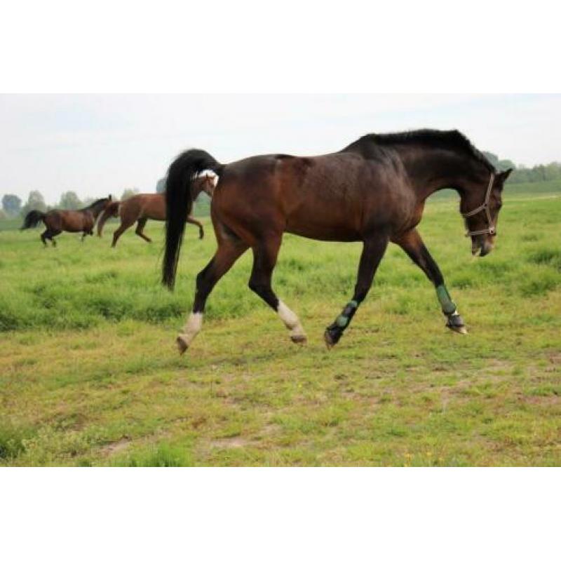 Brave 19 jarige recreatie NRPS ruin