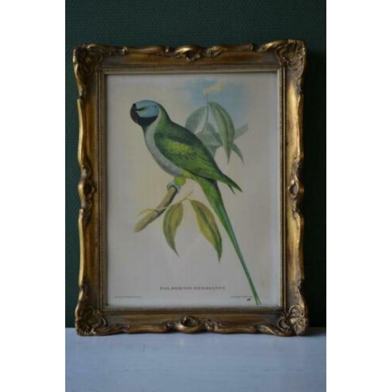 Botanische schilderij / litho #2 bij "Blossom Brocante"