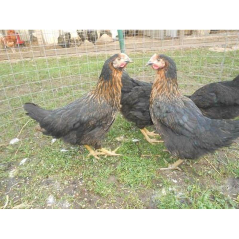 Legkippen:Barnevelder kippen in verschillende kleuren.