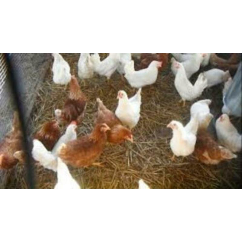 Legkippen:Barnevelder kippen in verschillende kleuren.