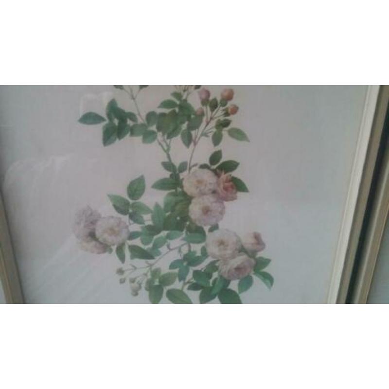 3 prachtige litho's van rozen, mooie vintage kunstwerken.
