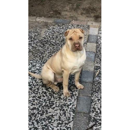 Sharpei dekreu