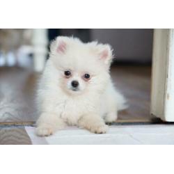 Dwergkees/Pomeranian/Pomeriaan Pup teefje met FCI Stamboom