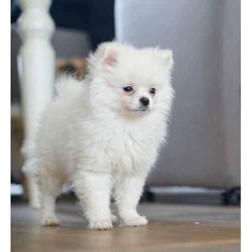 Dwergkees/Pomeranian/Pomeriaan Pup teefje met FCI Stamboom
