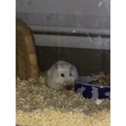 Hamster mannetje met toebehoren