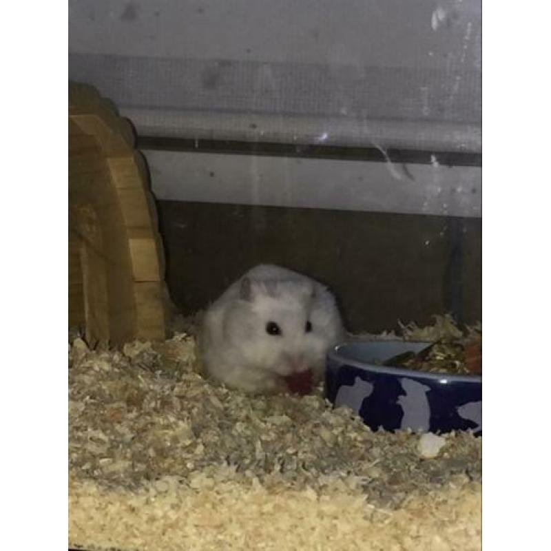 Hamster mannetje met toebehoren