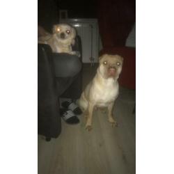 Sharpei dekreu