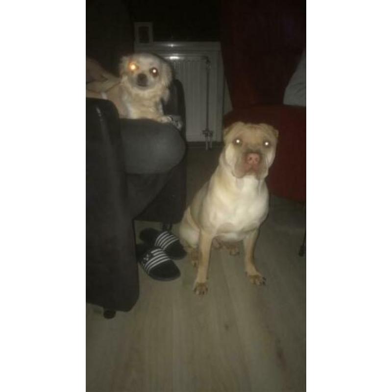 Sharpei dekreu