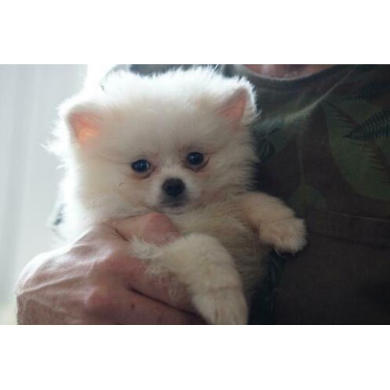 Dwergkees/Pomeranian/Pomeriaan Pup teefje met FCI Stamboom