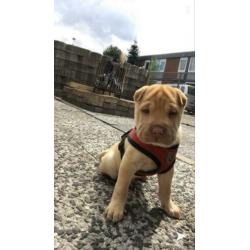 Sharpei dekreu