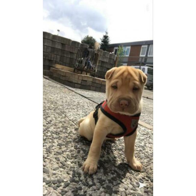 Sharpei dekreu