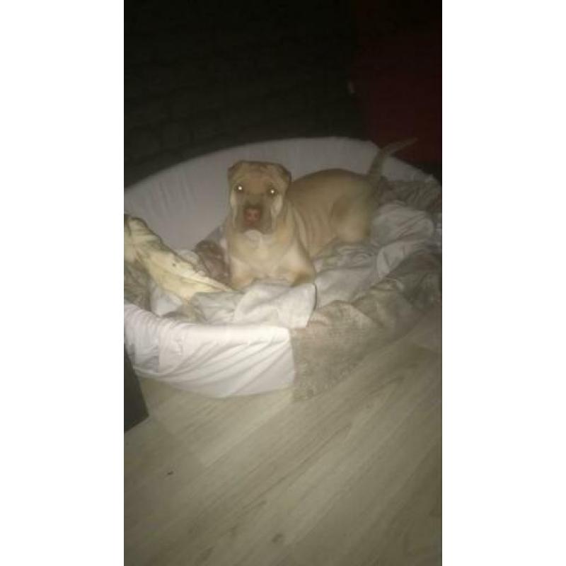 Sharpei dekreu
