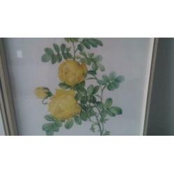 3 prachtige litho's van rozen, mooie vintage kunstwerken.