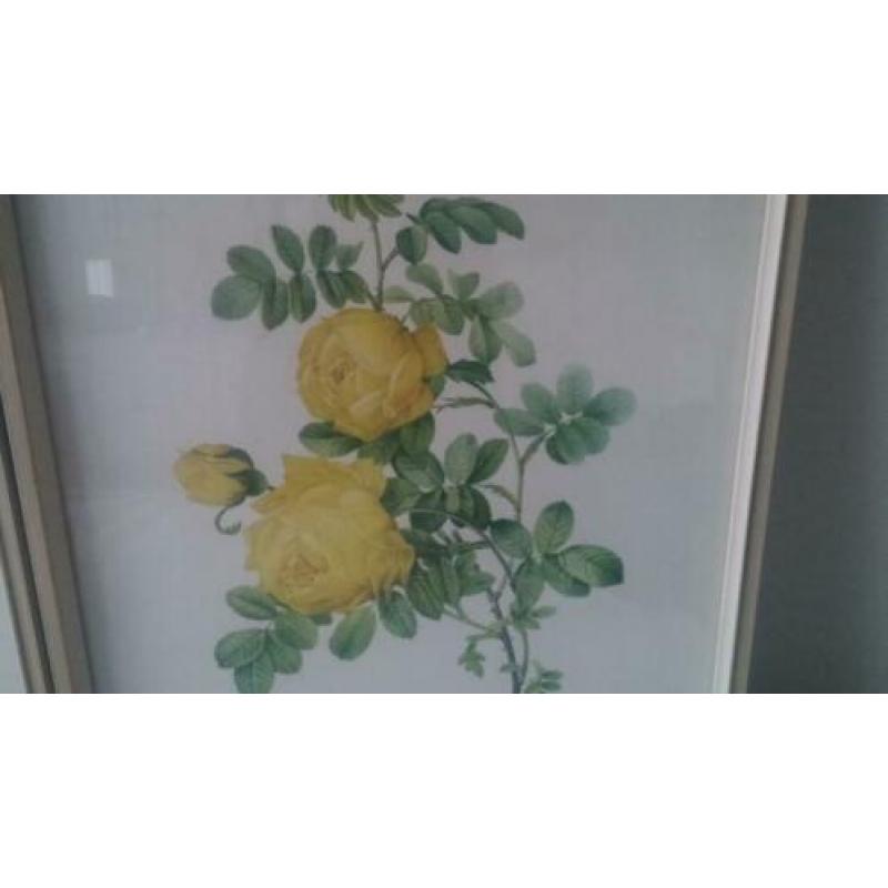 3 prachtige litho's van rozen, mooie vintage kunstwerken.