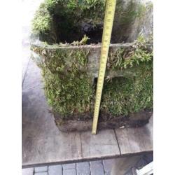Set 1950's Willy guhl planter vierkant pot bloembak eternit