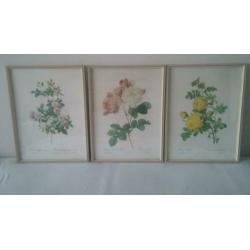 3 prachtige litho's van rozen, mooie vintage kunstwerken.