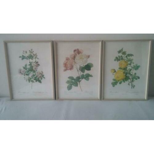 3 prachtige litho's van rozen, mooie vintage kunstwerken.