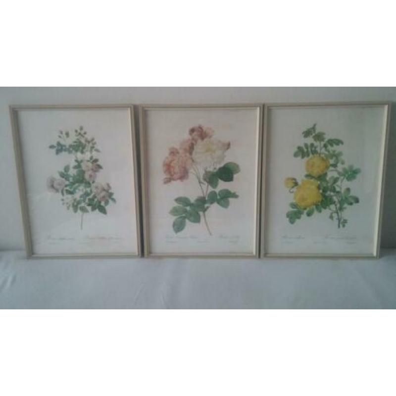3 prachtige litho's van rozen, mooie vintage kunstwerken.