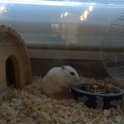 Hamster mannetje met toebehoren