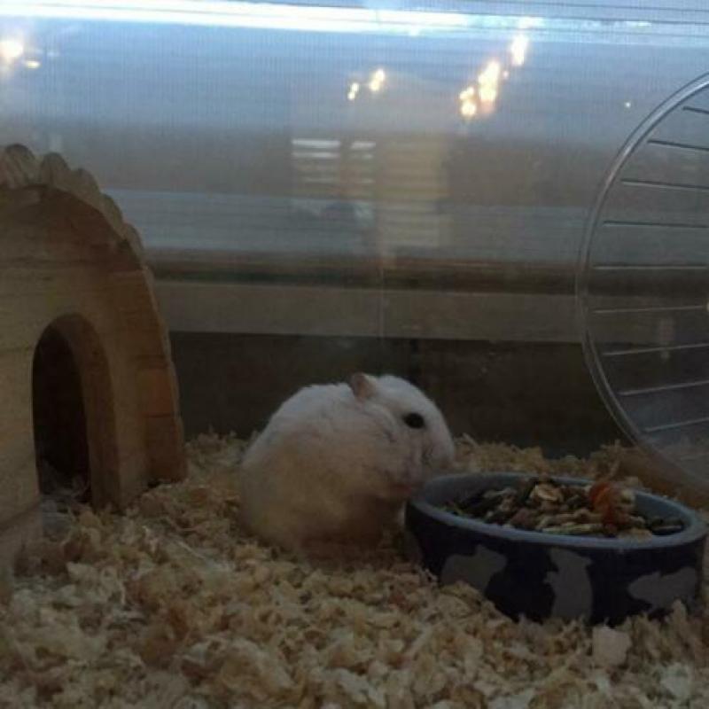 Hamster mannetje met toebehoren