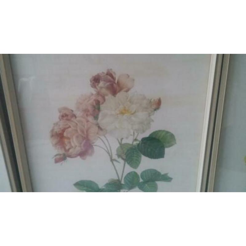 3 prachtige litho's van rozen, mooie vintage kunstwerken.