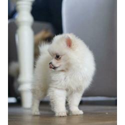 Dwergkees/Pomeranian/Pomeriaan Pup teefje met FCI Stamboom