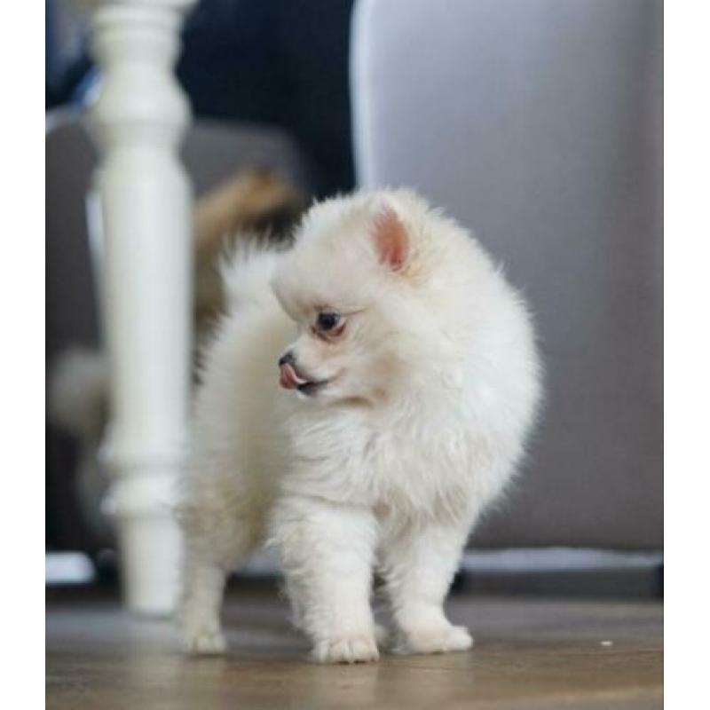Dwergkees/Pomeranian/Pomeriaan Pup teefje met FCI Stamboom