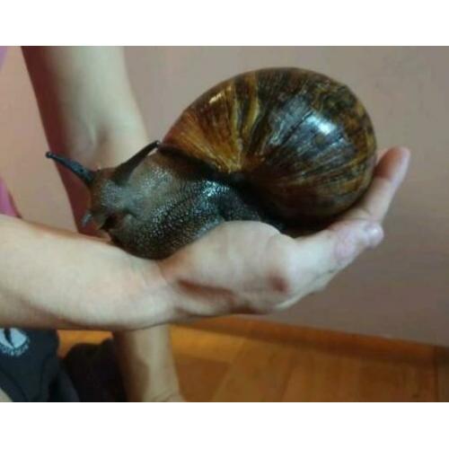 Archachatina marginata Ovum F1, West-Afrikaanse reuze slak