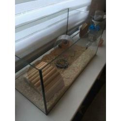 Hamster mannetje met toebehoren