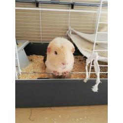 Tamme cavia beertje