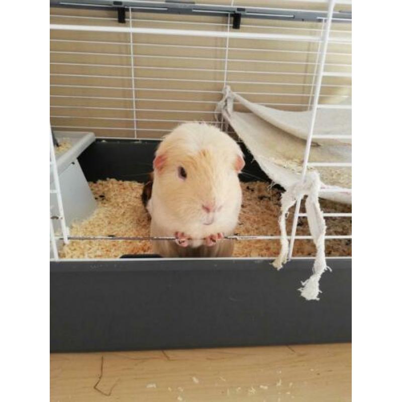 Tamme cavia beertje