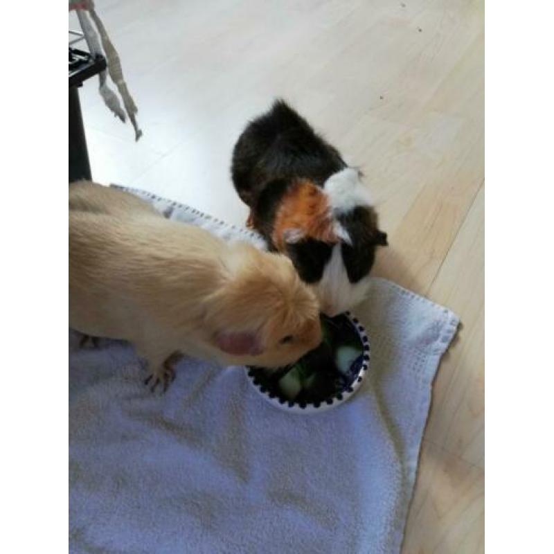 Tamme cavia beertje