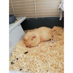Tamme cavia beertje