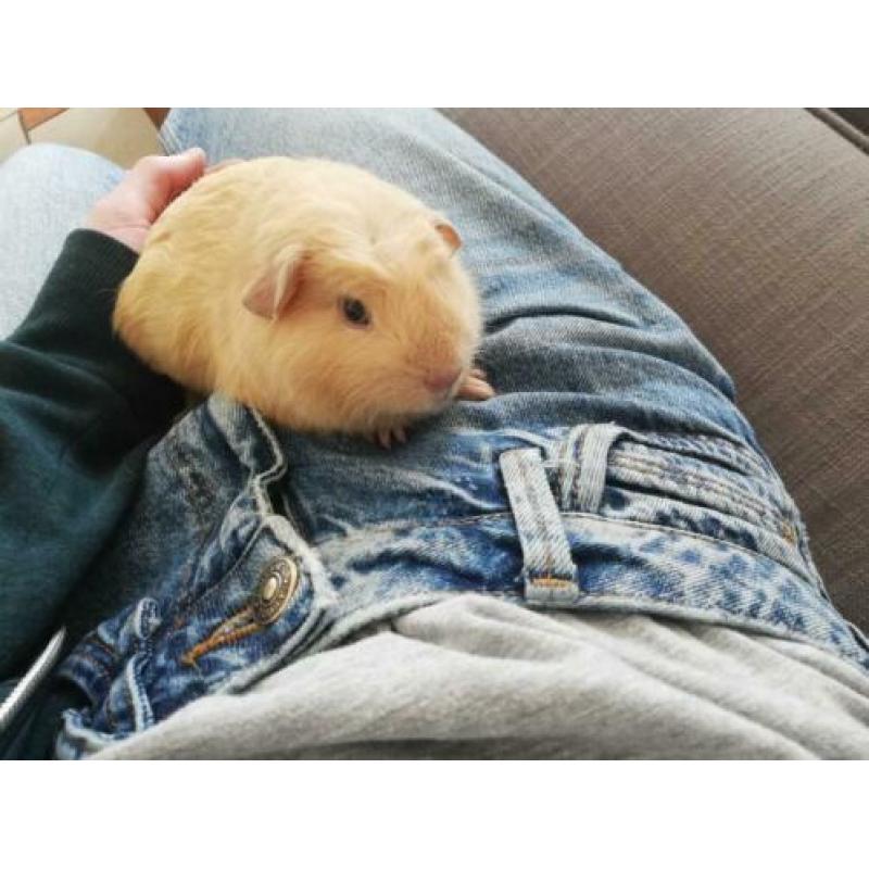 Tamme cavia beertje