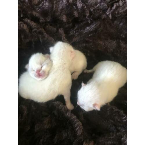 Prachtige Witte britsekorthaar kittens