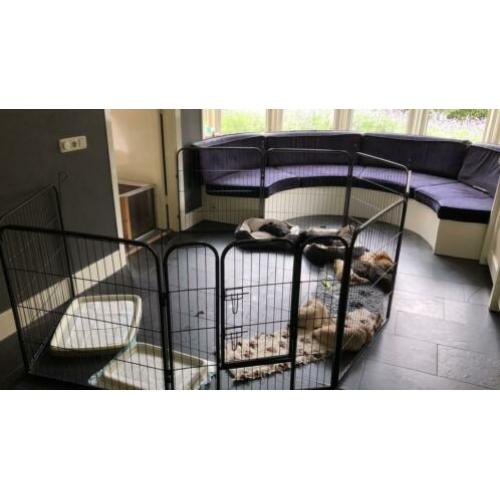 Te huur verhuur huren puppyren
