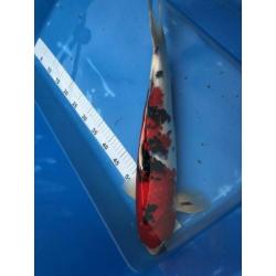 Japanse koi: Sanke 50 cm