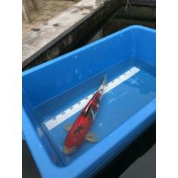 Japanse koi: Sanke 50 cm