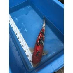 Japanse koi: Sanke 50 cm
