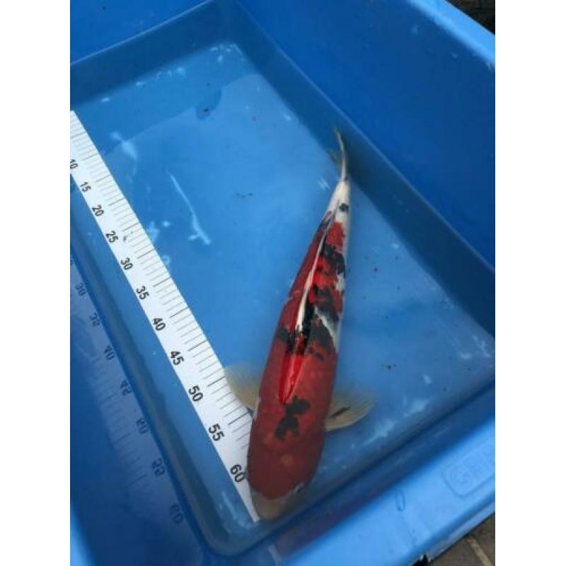 Japanse koi: Sanke 50 cm