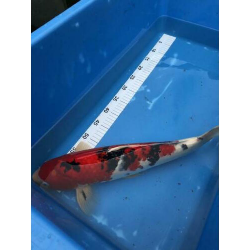 Japanse koi: Sanke 50 cm